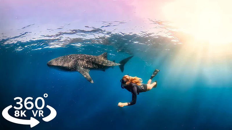 Whale Sharks 360°全景VR视频