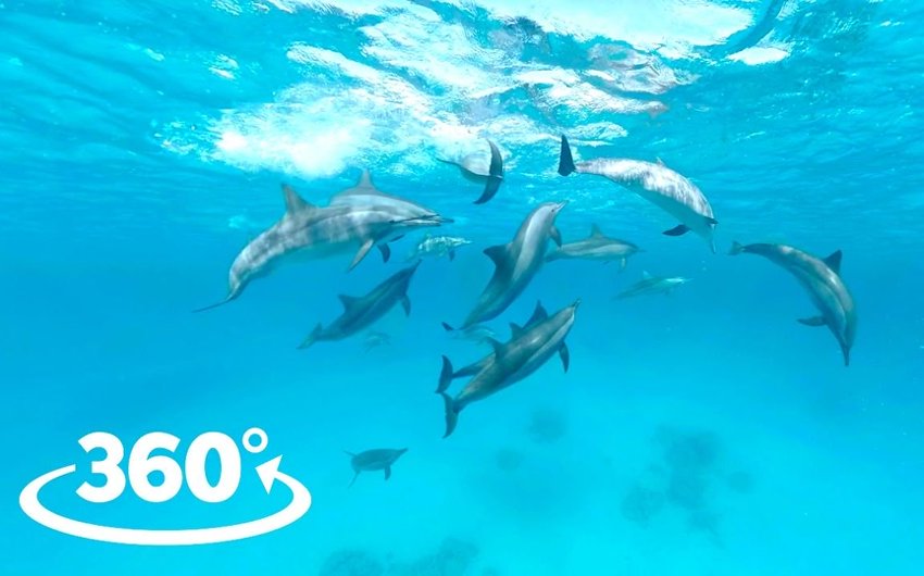 海豚天堂 360°全景VR视频