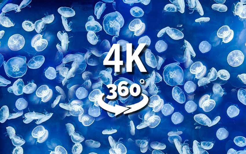 潜水穿越百万只水母群 360°全景VR视频