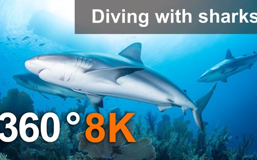 VR动物《与鲨鱼一起潜水,8K水下视频》8K超清360°全景沉浸式体验 VR视频 百度网盘下载 封面图