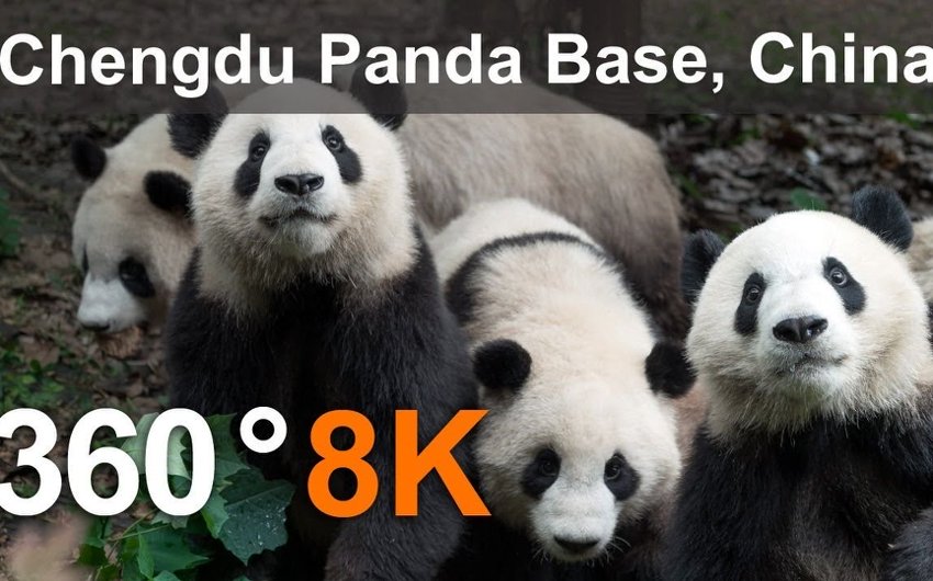 VR动物《中国成都熊猫基地,8K航拍视频》8K超清360°全景沉浸式体验 VR视频 百度网盘下载 封面图