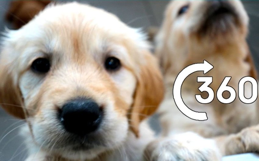 小导盲犬成长日记