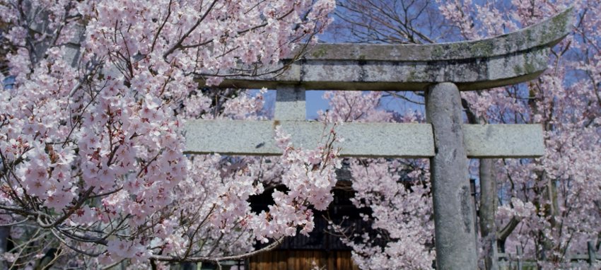 VR自然《天下第一の桜》4K超清360°全景沉浸式体验 VR视频 百度网盘下载 封面图